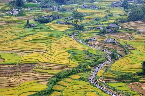 rice field in lao cai