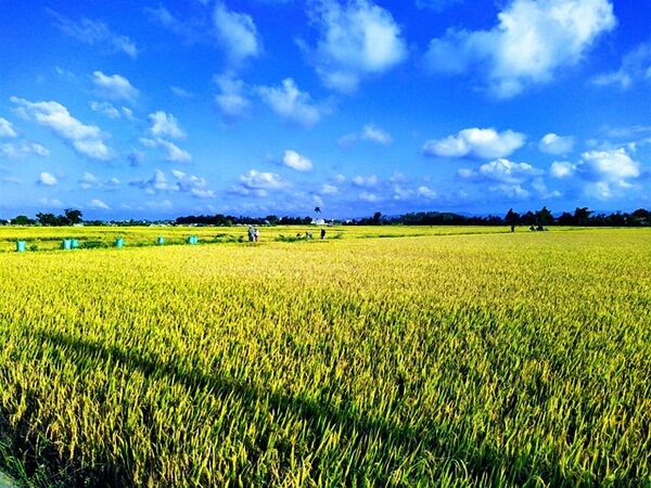 rice field in phu yen