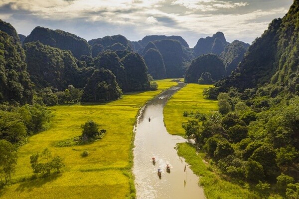 rice field in tam coc ninh binh